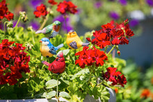 Load image into Gallery viewer, Plant Pick, For The Birds, 4 Assorted - Floral Acres Greenhouse & Garden Centre