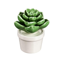 Load image into Gallery viewer, Ceramic Succulent Table Decor, 2 Assorted - Floral Acres Greenhouse & Garden Centre