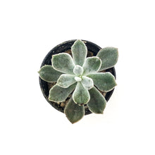 Load image into Gallery viewer, Succulent, 2in, Echeveria Frosty - Floral Acres Greenhouse & Garden Centre