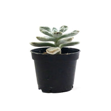 Load image into Gallery viewer, Succulent, 2in, Echeveria Frosty - Floral Acres Greenhouse & Garden Centre