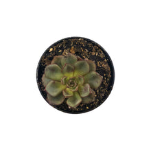 Load image into Gallery viewer, Succulent, 2in, Echeveria Moranii - Floral Acres Greenhouse & Garden Centre
