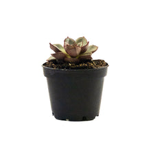 Load image into Gallery viewer, Succulent, 2in, Echeveria Moranii - Floral Acres Greenhouse & Garden Centre