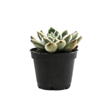 Load image into Gallery viewer, Succulent, 2in, Echeveria Mexican Firecracker - Floral Acres Greenhouse & Garden Centre