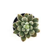 Load image into Gallery viewer, Succulent, 2in, Echeveria Mexican Firecracker - Floral Acres Greenhouse & Garden Centre