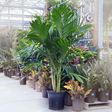Load image into Gallery viewer, Palm, 14in, Adonidia - Floral Acres Greenhouse & Garden Centre