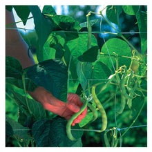 Load image into Gallery viewer, Square Mesh Trellis Netting, 6.5ft x 20ft - Floral Acres Greenhouse & Garden Centre