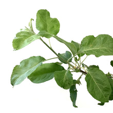 Load image into Gallery viewer, Apple, 5 gal, Battleford - Floral Acres Greenhouse & Garden Centre