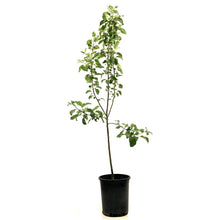 Load image into Gallery viewer, Apple, 5 gal, Battleford - Floral Acres Greenhouse & Garden Centre