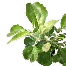 Load image into Gallery viewer, Apple, 5 gal, Norkent - Floral Acres Greenhouse & Garden Centre