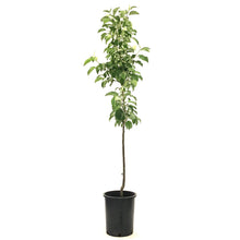 Load image into Gallery viewer, Apple, 5 gal, Norkent - Floral Acres Greenhouse & Garden Centre