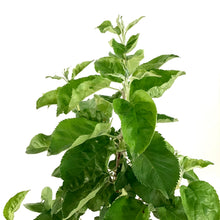Load image into Gallery viewer, Apple, 5 gal, Red Sparkle - Floral Acres Greenhouse & Garden Centre