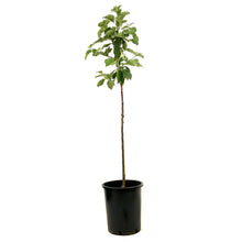 Load image into Gallery viewer, Apple, 5 gal, Red Sparkle - Floral Acres Greenhouse & Garden Centre