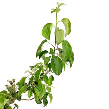 Load image into Gallery viewer, Apple, 7 gal, Combination - Floral Acres Greenhouse & Garden Centre