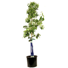 Load image into Gallery viewer, Apple, 7 gal, Combination - Floral Acres Greenhouse & Garden Centre