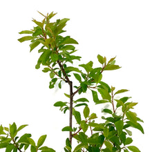 Load image into Gallery viewer, Plum, 5 gal, Mount Royal - Floral Acres Greenhouse & Garden Centre