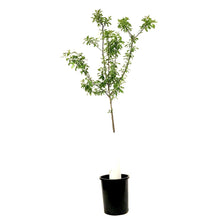 Load image into Gallery viewer, Plum, 5 gal, Mount Royal - Floral Acres Greenhouse & Garden Centre