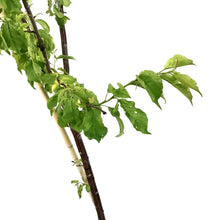 Load image into Gallery viewer, Plum, 7 gal, Brookred - Floral Acres Greenhouse & Garden Centre