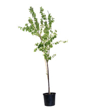 Load image into Gallery viewer, Plum, 7 gal, Brookred - Floral Acres Greenhouse & Garden Centre
