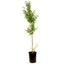 Load image into Gallery viewer, Plum, 5 gal, Brookred - Floral Acres Greenhouse & Garden Centre