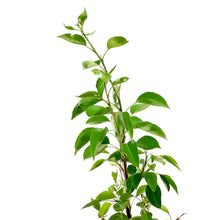 Load image into Gallery viewer, Pear, 5 gal, Golden Spice - Floral Acres Greenhouse & Garden Centre
