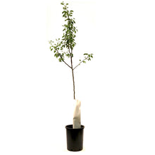 Load image into Gallery viewer, Pear, 5 gal, Golden Spice - Floral Acres Greenhouse & Garden Centre
