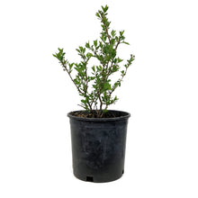 Load image into Gallery viewer, Cherry, 2 gal, Black Nanking