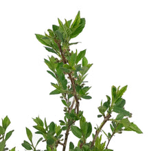 Load image into Gallery viewer, Cherry, 2 gal, Black Nanking