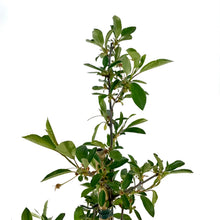 Load image into Gallery viewer, Cherry, 5 gal, Valentine Tree Form - Floral Acres Greenhouse & Garden Centre