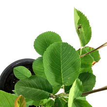 Load image into Gallery viewer, Saskatoon Berry, 1 gal, Smoky - Floral Acres Greenhouse & Garden Centre