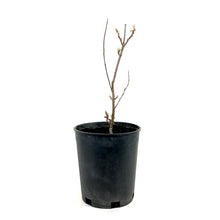 Load image into Gallery viewer, Saskatoon Berry, 1 gal, Smoky - Floral Acres Greenhouse & Garden Centre