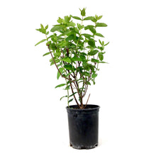 Load image into Gallery viewer, Haskap Berry, 1 gal, Honey Bee - Floral Acres Greenhouse & Garden Centre