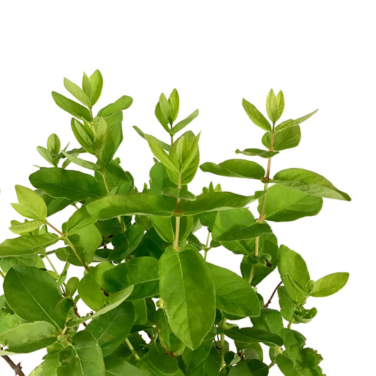 Haskap Berry, 1 gal, Honey Bee - Floral Acres Greenhouse & Garden Centre