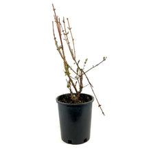 Load image into Gallery viewer, Haskap Berry, 1 gal, Honey Bee - Floral Acres Greenhouse & Garden Centre