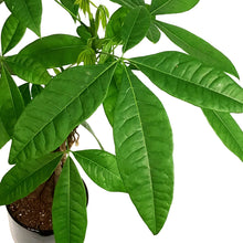 Load image into Gallery viewer, Pachira, 5in, Money Tree Braid in Ceramic Pot
