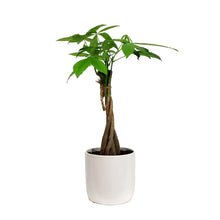 Load image into Gallery viewer, Pachira, 5in, Money Tree Braid in Ceramic Pot