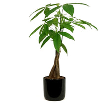 Load image into Gallery viewer, Pachira, 5in, Money Tree Braid in Ceramic Pot