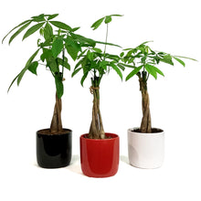 Load image into Gallery viewer, Pachira, 5in, Money Tree Braid in Ceramic Pot