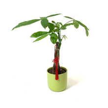 Load image into Gallery viewer, Pachira, 5in, Money Tree Braid in Ceramic Pot - Floral Acres Greenhouse & Garden Centre
