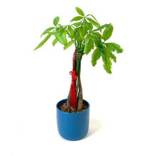 Load image into Gallery viewer, Pachira, 5in, Money Tree Braid in Ceramic Pot - Floral Acres Greenhouse & Garden Centre