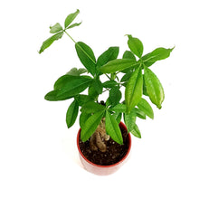 Load image into Gallery viewer, Pachira, 5in, Money Tree Braid in Ceramic Pot