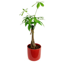 Load image into Gallery viewer, Pachira, 5in, Money Tree Braid in Ceramic Pot