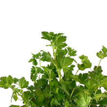 Load image into Gallery viewer, Gooseberry, 2 gal, Hinnonmaki - Floral Acres Greenhouse & Garden Centre