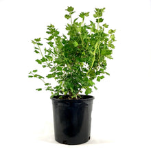 Load image into Gallery viewer, Gooseberry, 2 gal, Hinnonmaki - Floral Acres Greenhouse & Garden Centre