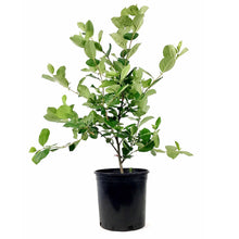 Load image into Gallery viewer, Chokecherry, 2 gal, Viking - Floral Acres Greenhouse & Garden Centre