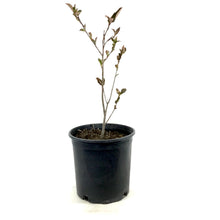Load image into Gallery viewer, Chokecherry, 2 gal, Viking - Floral Acres Greenhouse & Garden Centre