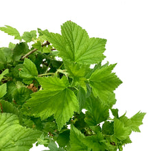 Load image into Gallery viewer, Currant, 1 gal, Ben Conan Black - Floral Acres Greenhouse & Garden Centre