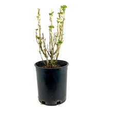 Load image into Gallery viewer, Currant, 1 gal, Ben Conan Black - Floral Acres Greenhouse & Garden Centre