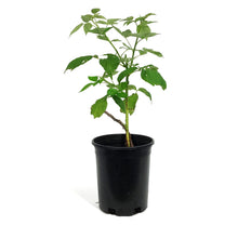 Load image into Gallery viewer, Raspberry, 1 gal, Heritage