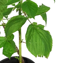 Load image into Gallery viewer, Raspberry, 1 gal, Heritage