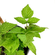 Load image into Gallery viewer, Raspberry, 1 gal, Double Delight - Floral Acres Greenhouse & Garden Centre